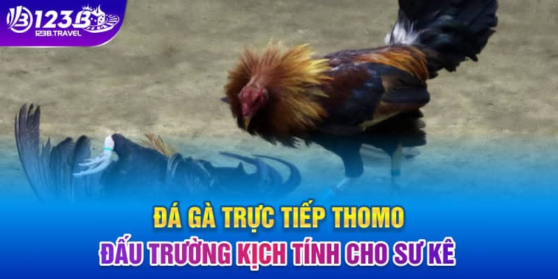 Đá Gà Trực Tiếp Thomo – Đấu Trường Kịch Tính Cho Sư Kê